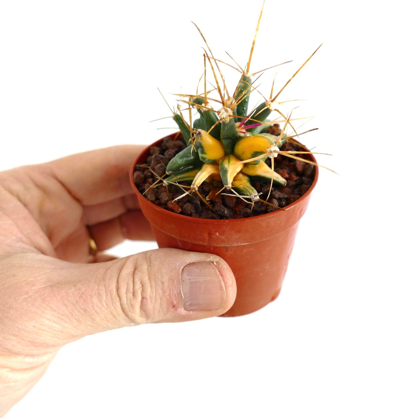 Ferobergia VARIEGATED SELECTED 9BB