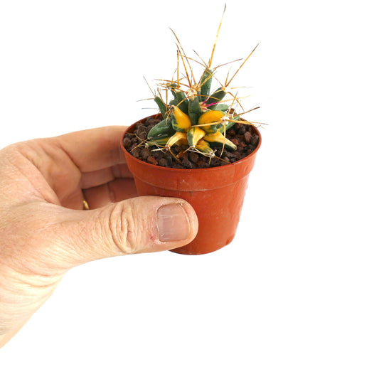 Ferobergia VARIEGATED SELECTED 9BB