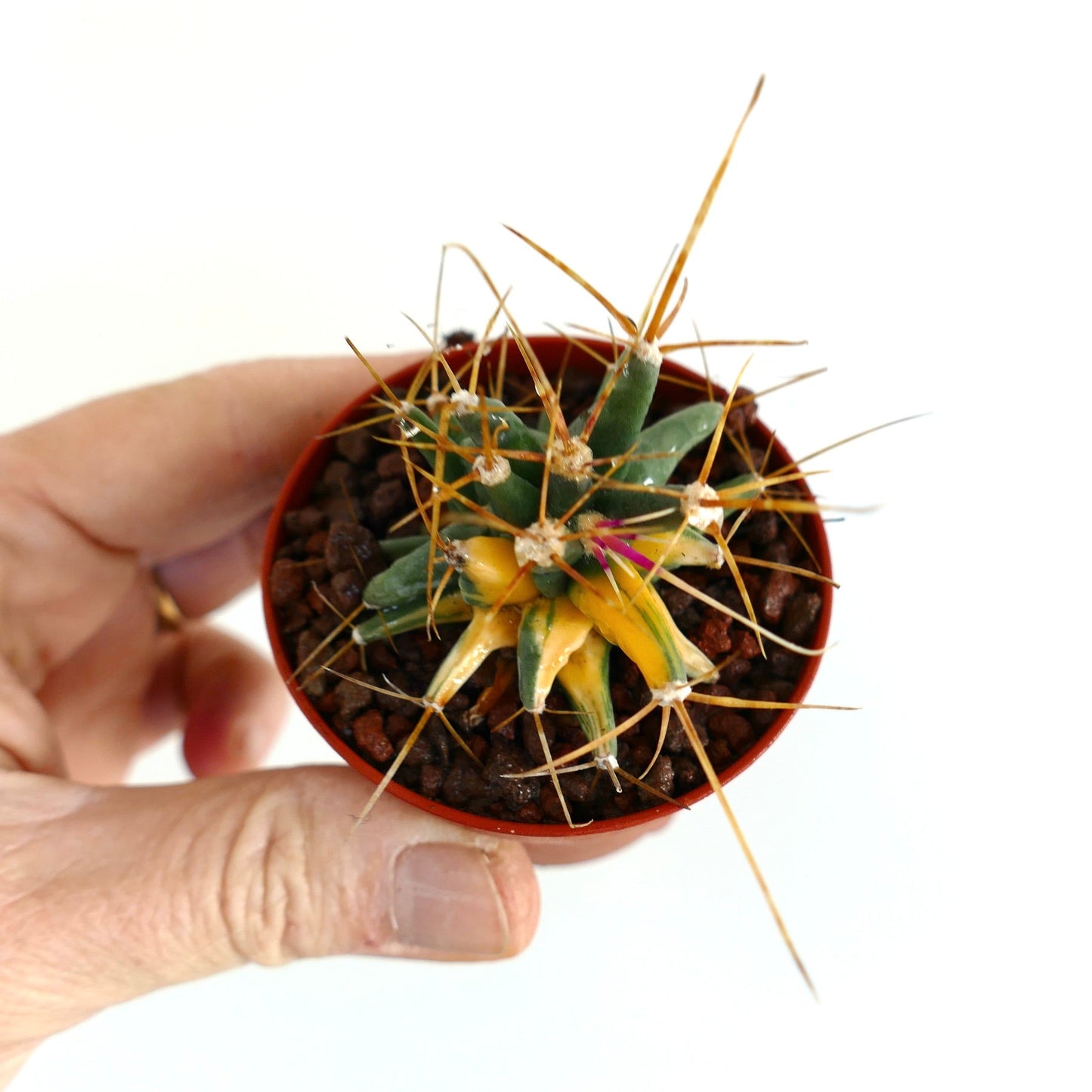 Ferobergia VARIEGATED SELECTED 9BB