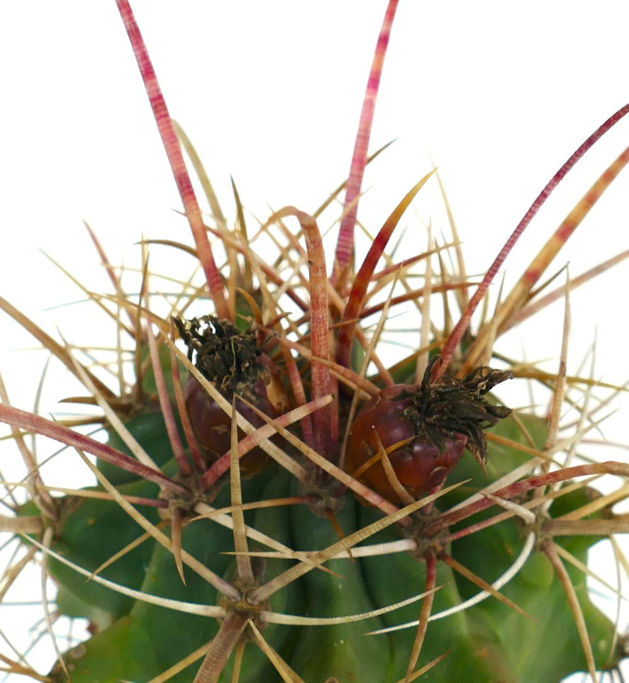 Ferobergia acathodes x principis Kaktus mit langen rötlichen Dornen und grün geripptem Körper