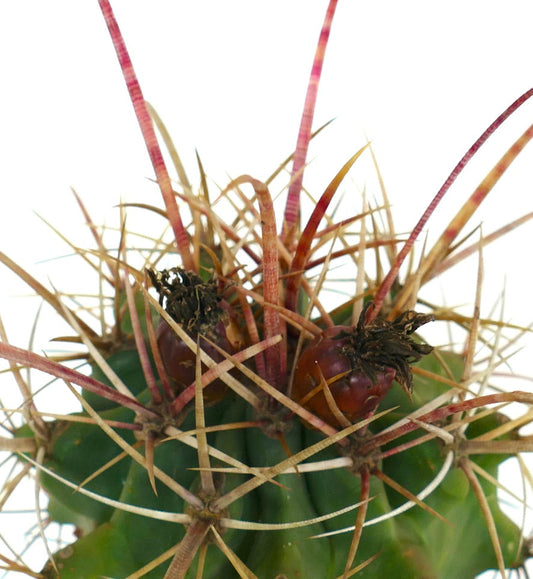 Ferobergia acathodes x principis Kaktus mit langen rötlichen Dornen und grün geripptem Körper