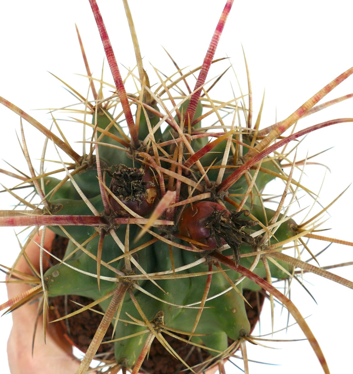 Ferobergia acathodes x principis seltener Kaktus mit langen rötlichen Stacheln in kleinem Topf