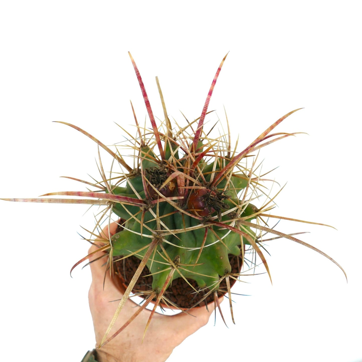Ferobergia acathodes x principis Kaktus mit langen rötlichen Stacheln in der Hand vor weißem Hintergrund gehalten