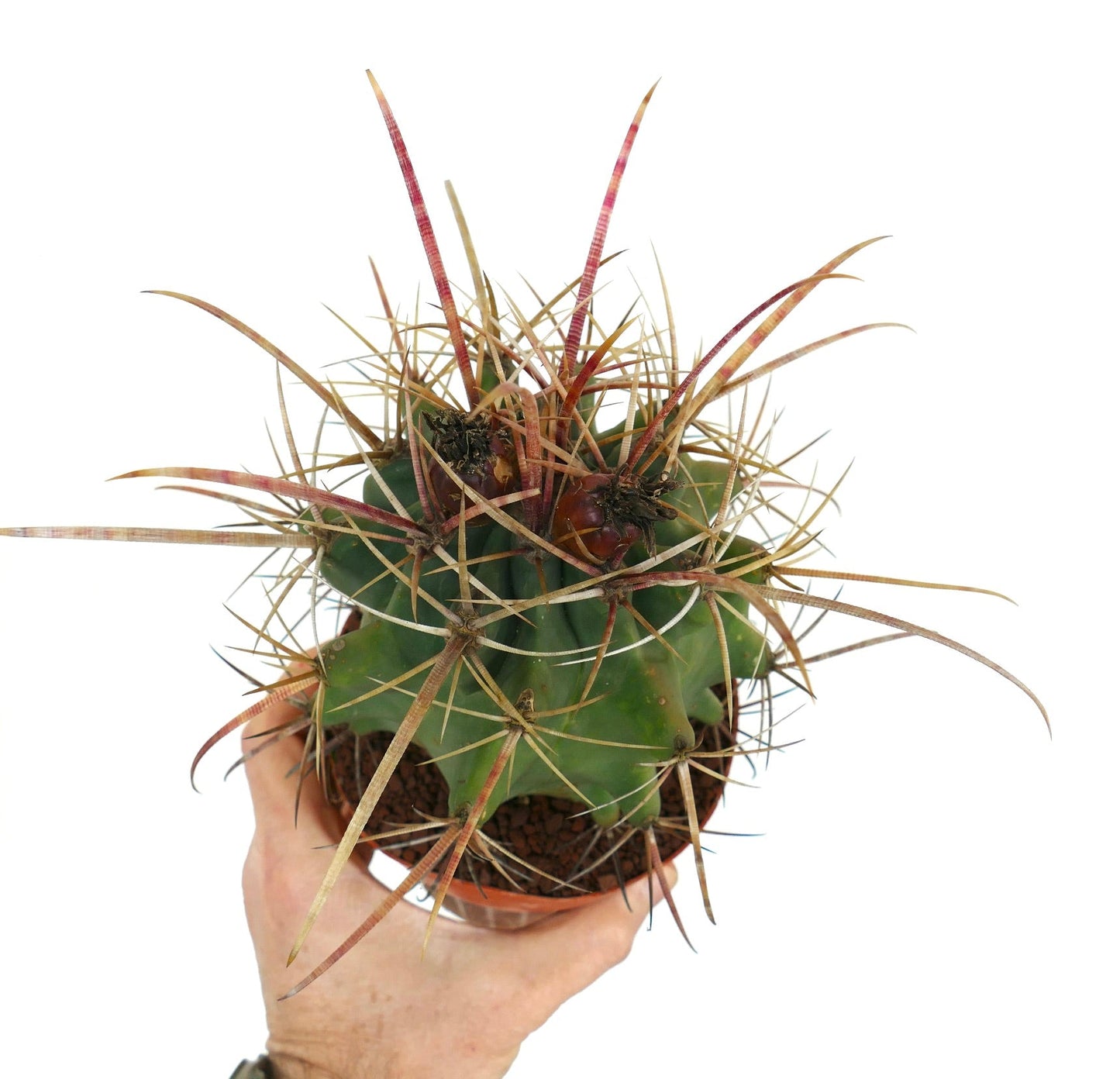 Ferobergia acathodes x principis seltener Kaktus mit langen rötlichen Dornen in kleinem Topf, der von Hand gehalten wird