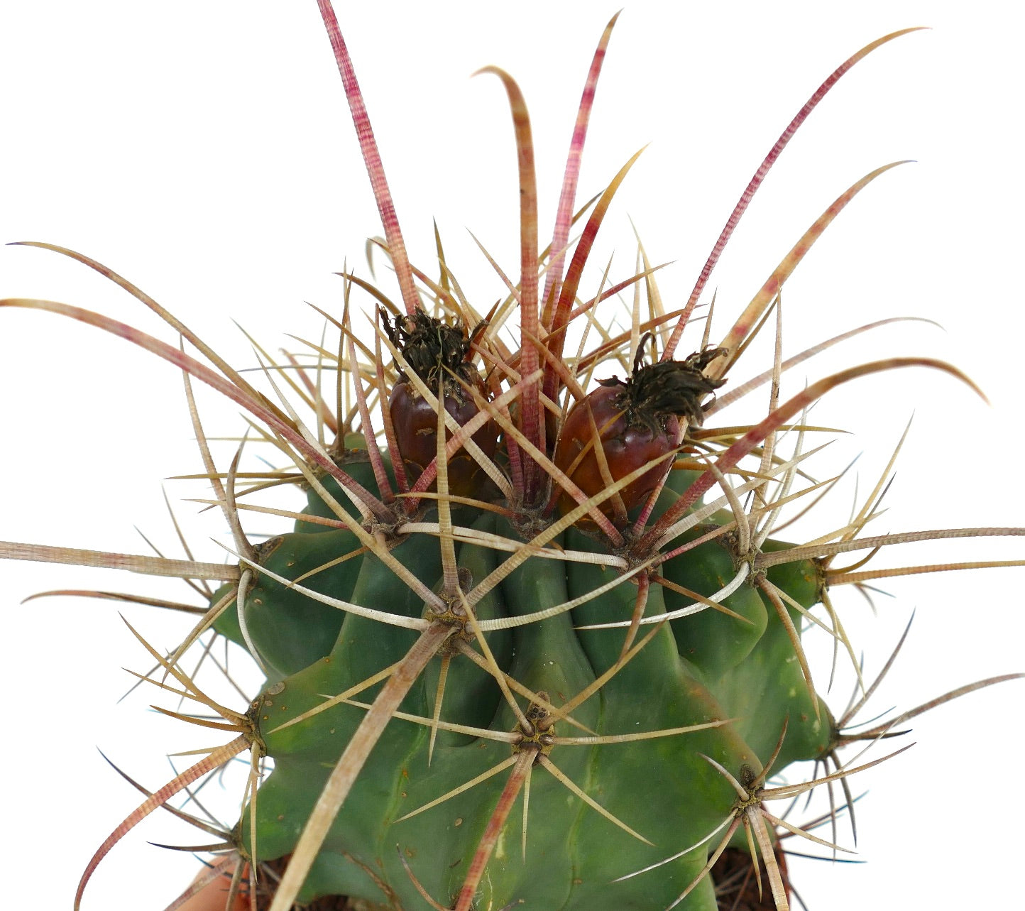 Ferobergia acathodes x principis seltener Kaktus mit langen rötlichen Stacheln und grün geripptem Körper