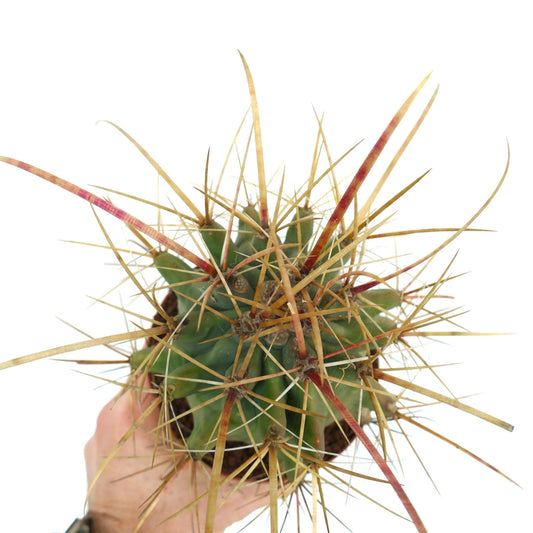 Ferobergia chrysacanthus succulent cactus with long golden spines in hand-held pot