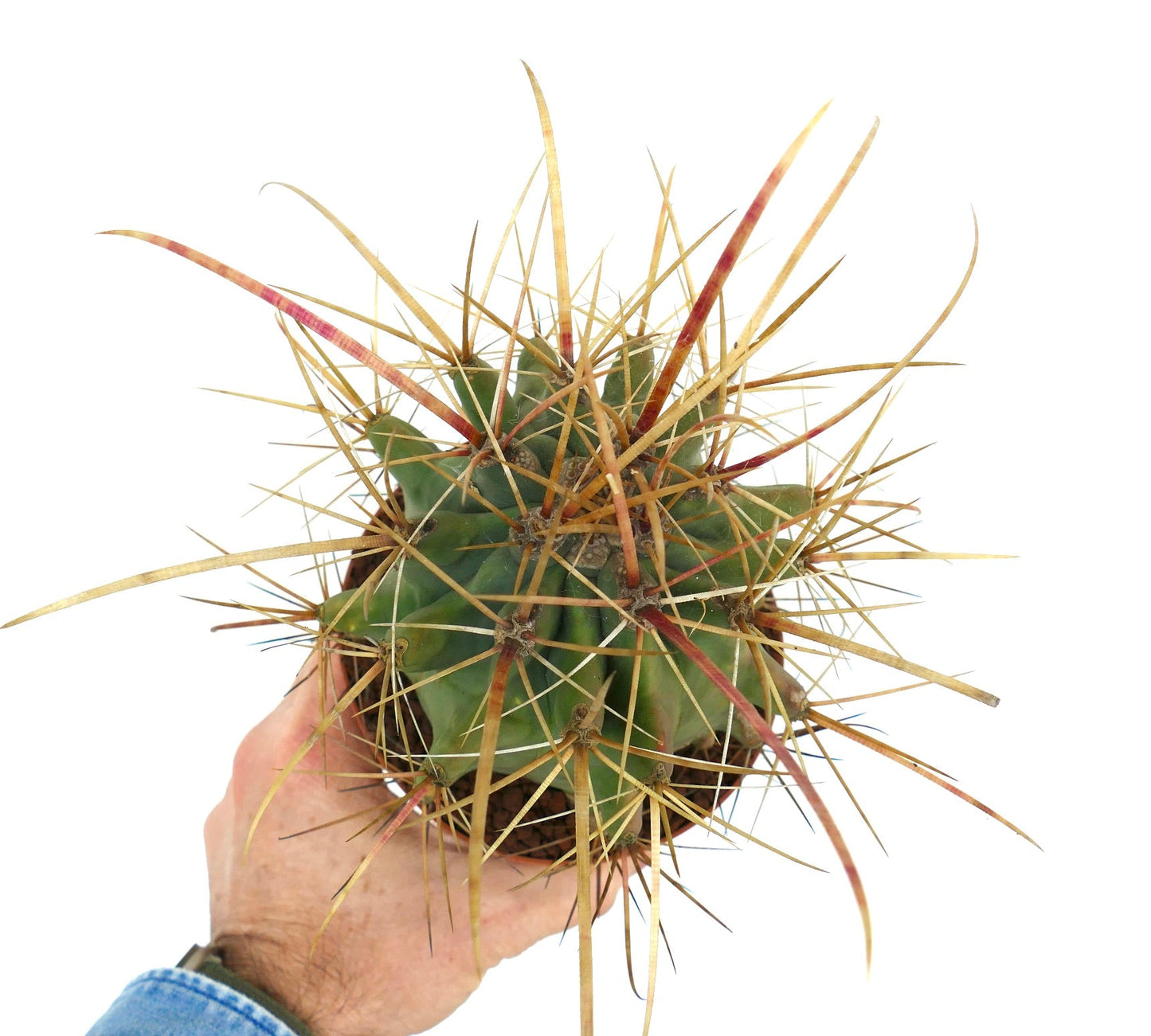 صبار فيروبرجيا كريسكانثوس ذو الأشواك الذهبية الطويلة ممسك باليد