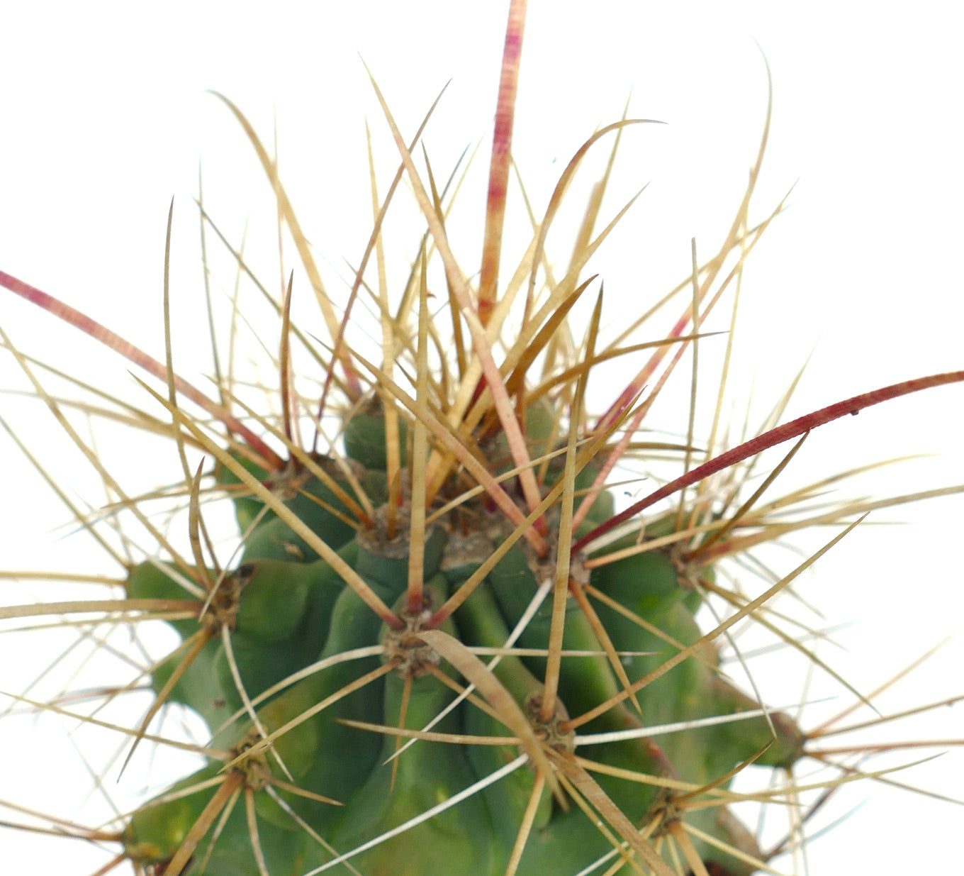 فيروبرجيا كريساكانثوس، صبار عصاري بأشواك ذهبية طويلة، لقطة مقربة