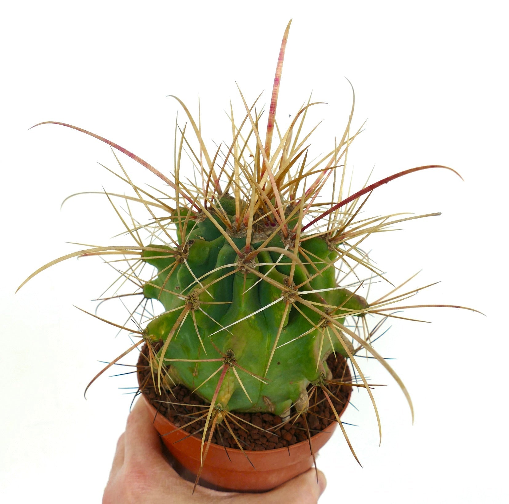 فيروبيرجيا كريساكانثوس صبار نادر بأشواك ذهبية طويلة في وعاء صغير