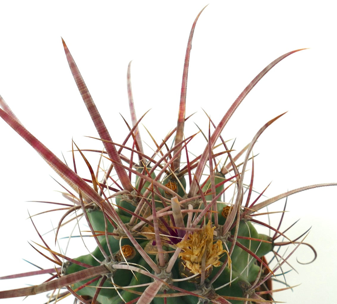 Ferobergia f3 (longispinus x cylidraceus x principis) rare succulent cactus with long curved reddish spines