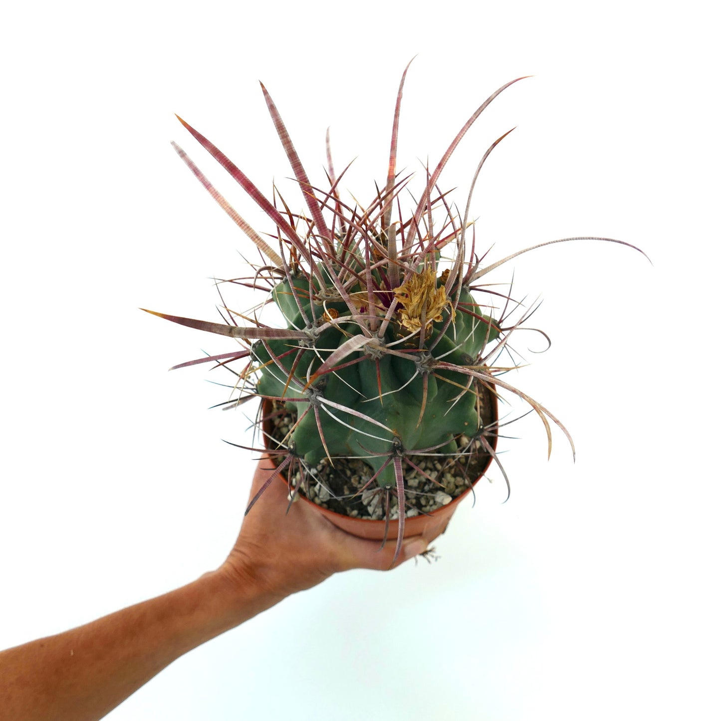 Rare Ferobergia f3 (longispinus x cylidraceus x principis) cactus with long reddish spines