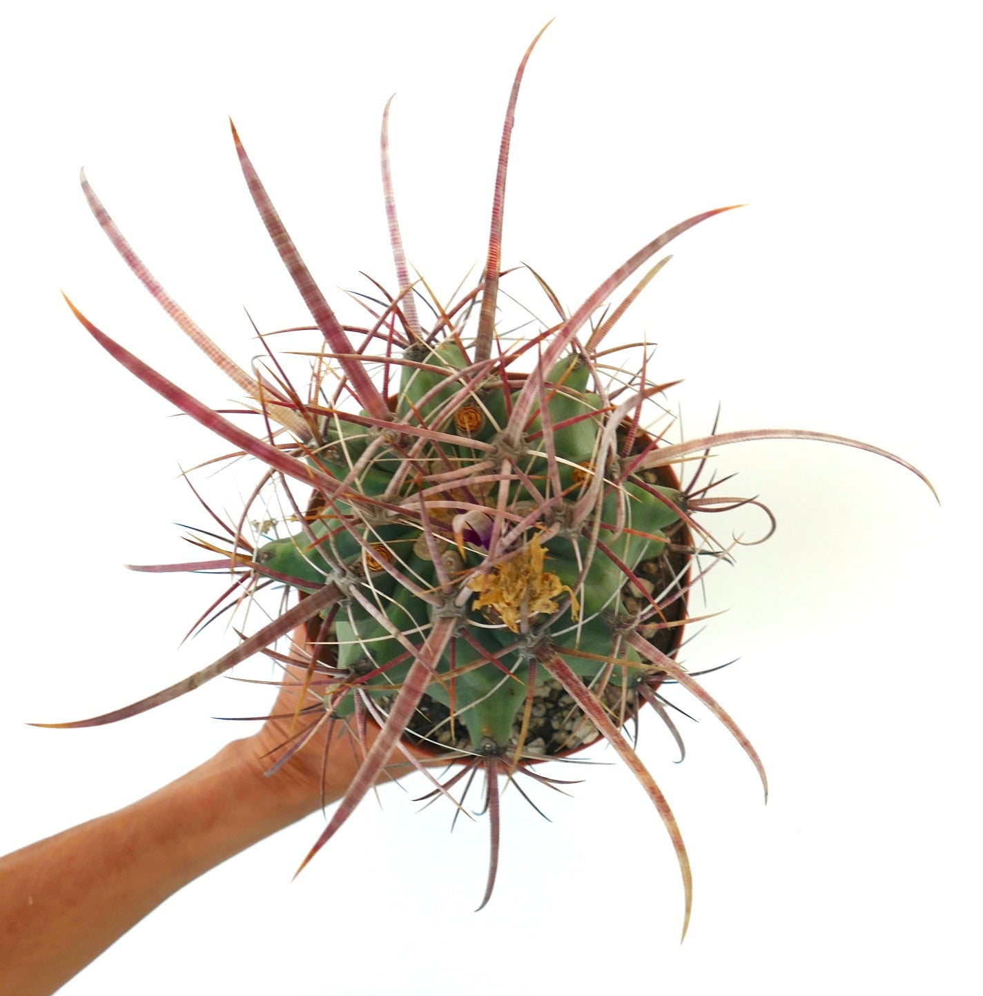 Rare Ferobergia f3 (longispinus x cylidraceus x principis) succulent with long purple spines