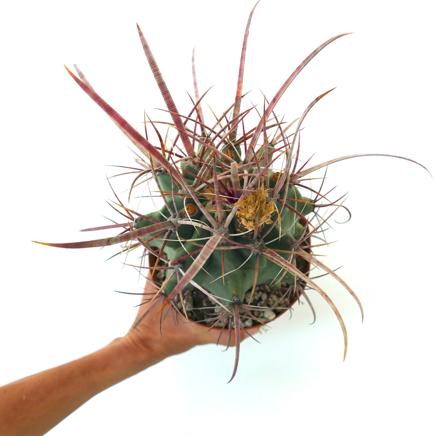 Ferobergia f3 (longispinus x cylidraceus x principis) rare succulent cactus with long reddish spines and green body