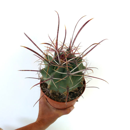 Rare Ferobergia f3 (longispinus x cylidraceus x principis) cactus with long, sharp spines