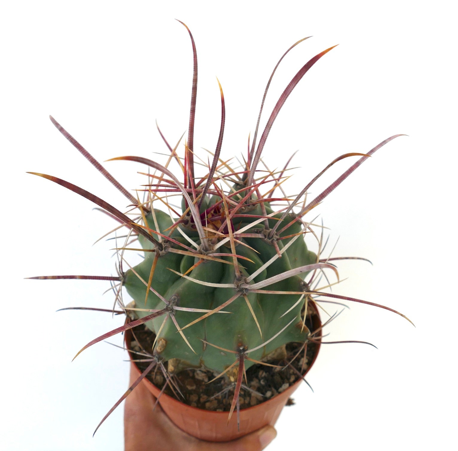 Rare Ferobergia f3 (longispinus x cylidraceus x principis) cactus with long reddish spines