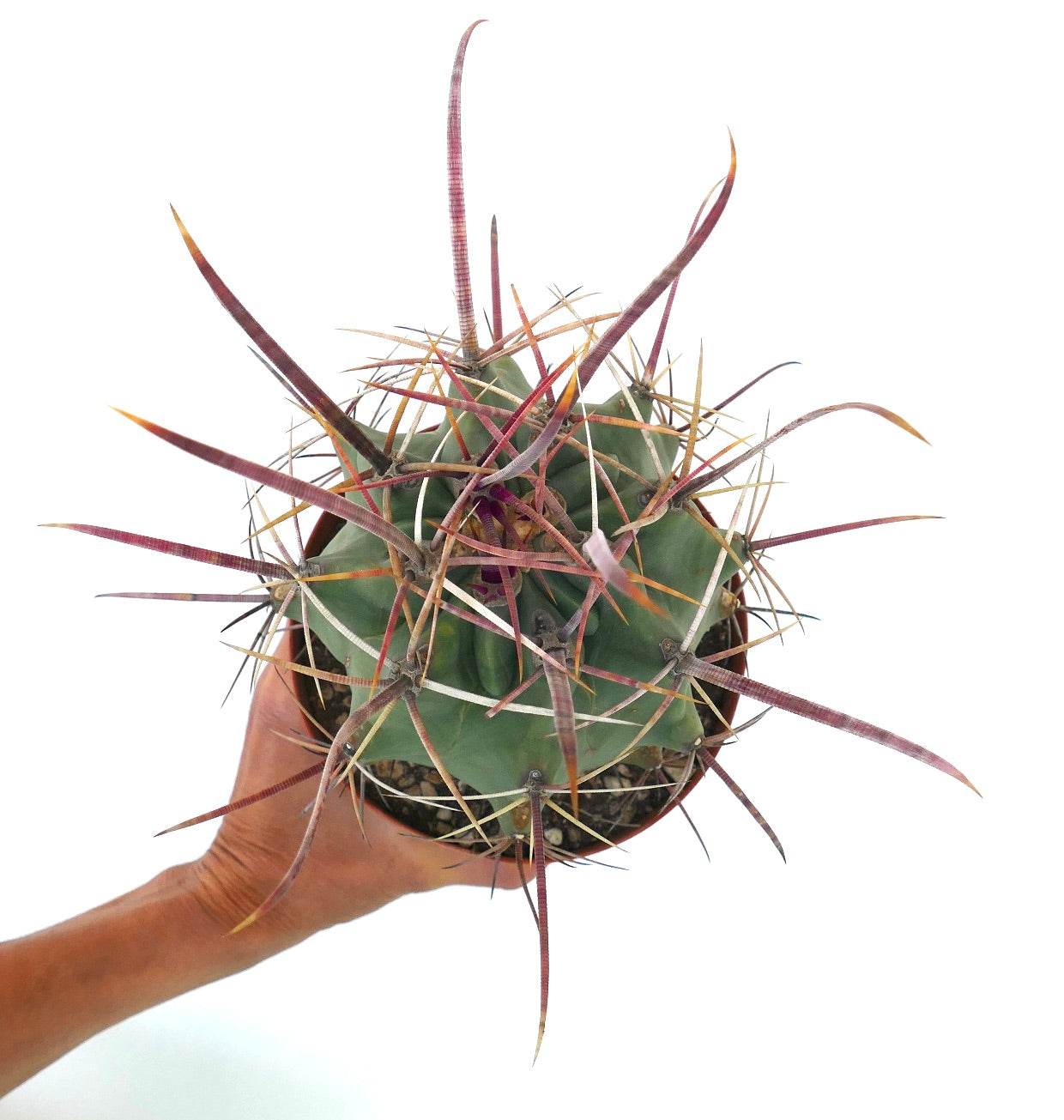 Ferobergia f3 (longispinus x cylidraceus x principis) rare cactus with long reddish spines and green body