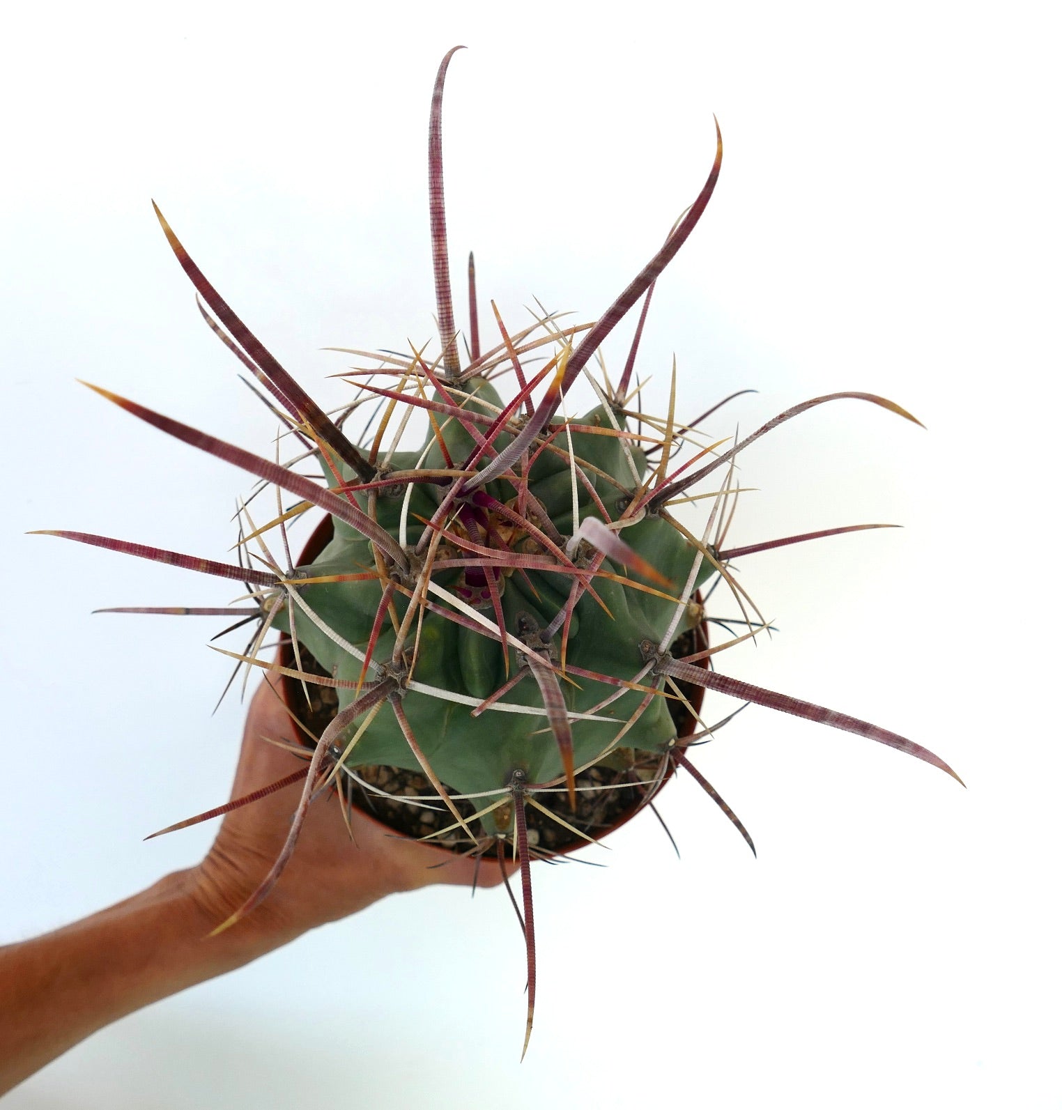 Rare Ferobergia f3 (longispinus x cylidraceus x principis) cactus with long spines