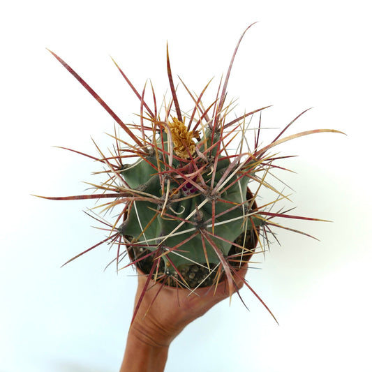 Ferobergia f3 (longispinus x cylidraceus x principis) rare succulent cactus with long reddish spines
