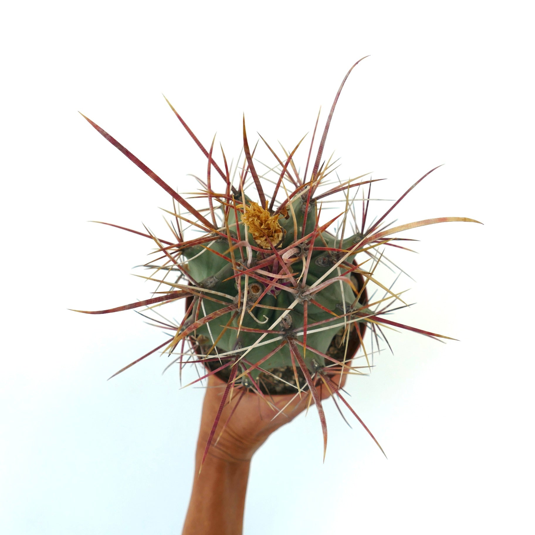Ferobergia f3 (longispinus x cylidraceus x principis) rare succulent with long reddish spines and green body