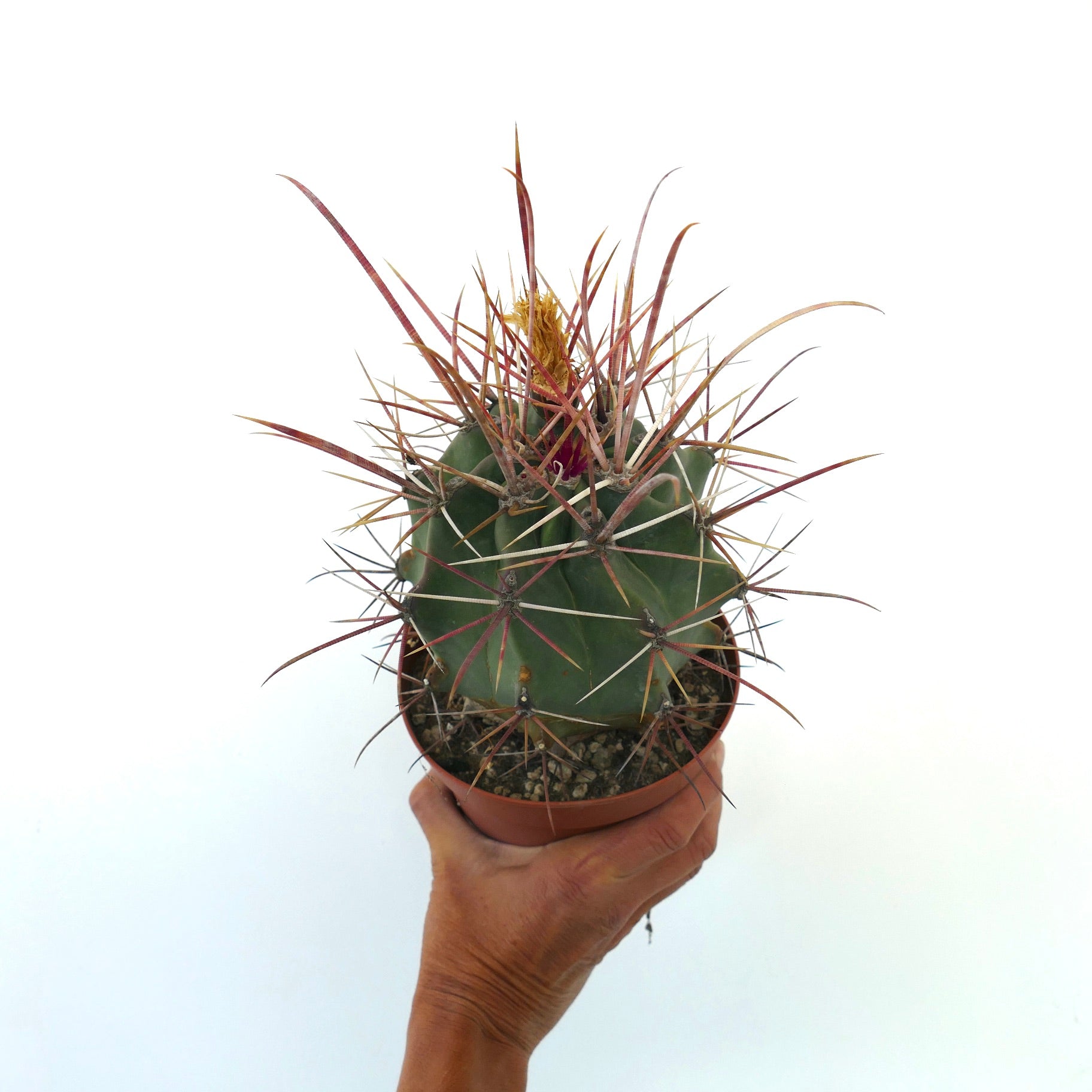 Ferobergia f3 (longispinus x cylidraceus x principis) rare succulent cactus with long reddish spines