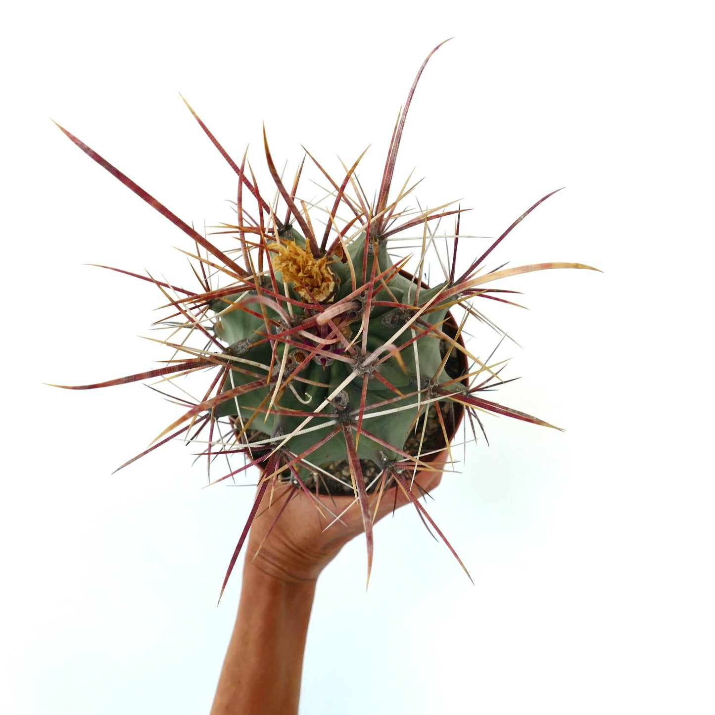 Ferobergia f3 (longispinus x cylidraceus x principis) rare succulent cactus with long reddish spines