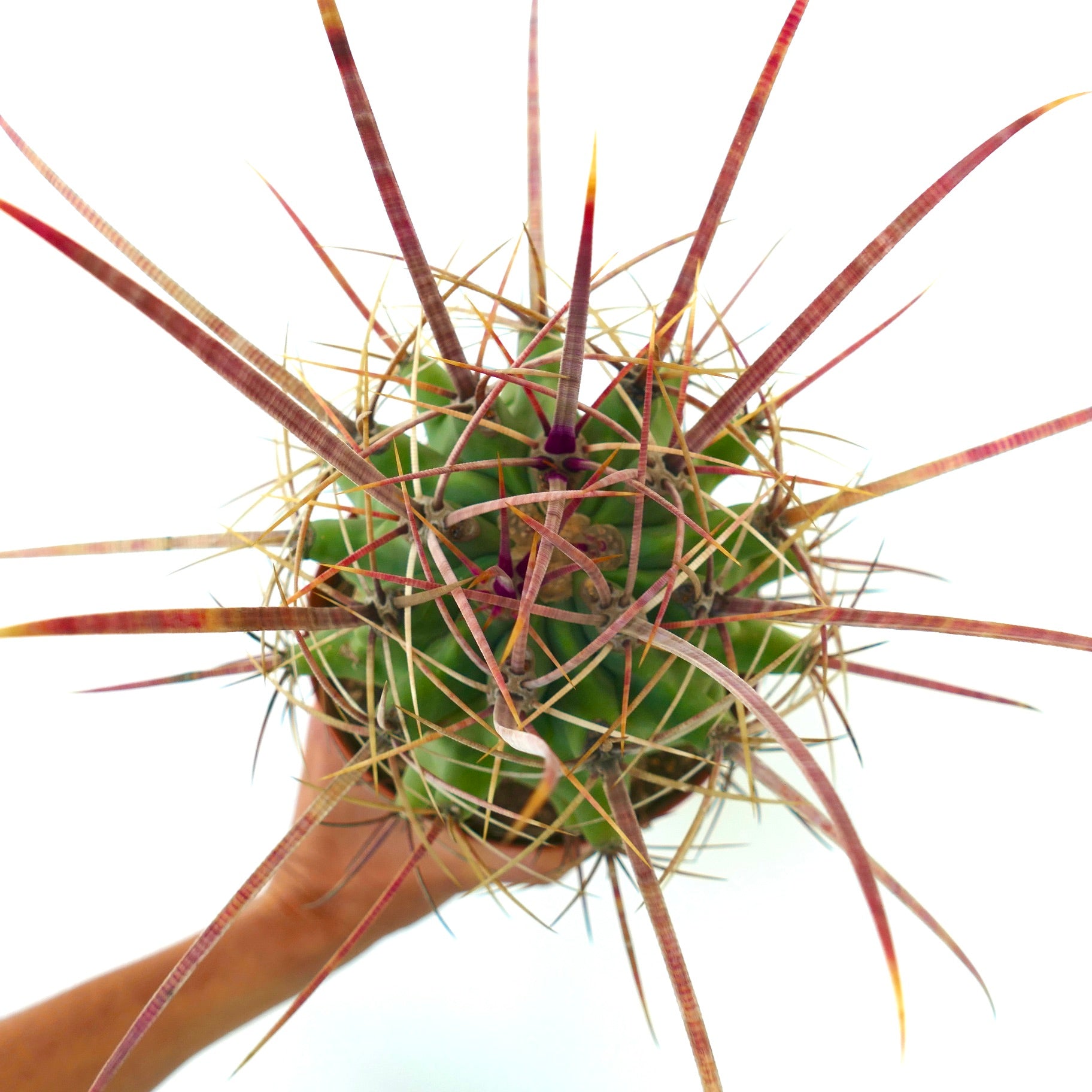 フェロベルギア x フェロカクタス・ロングイスピヌス 珍しい多肉植物 サボテン 長い赤みがかったとげの標本