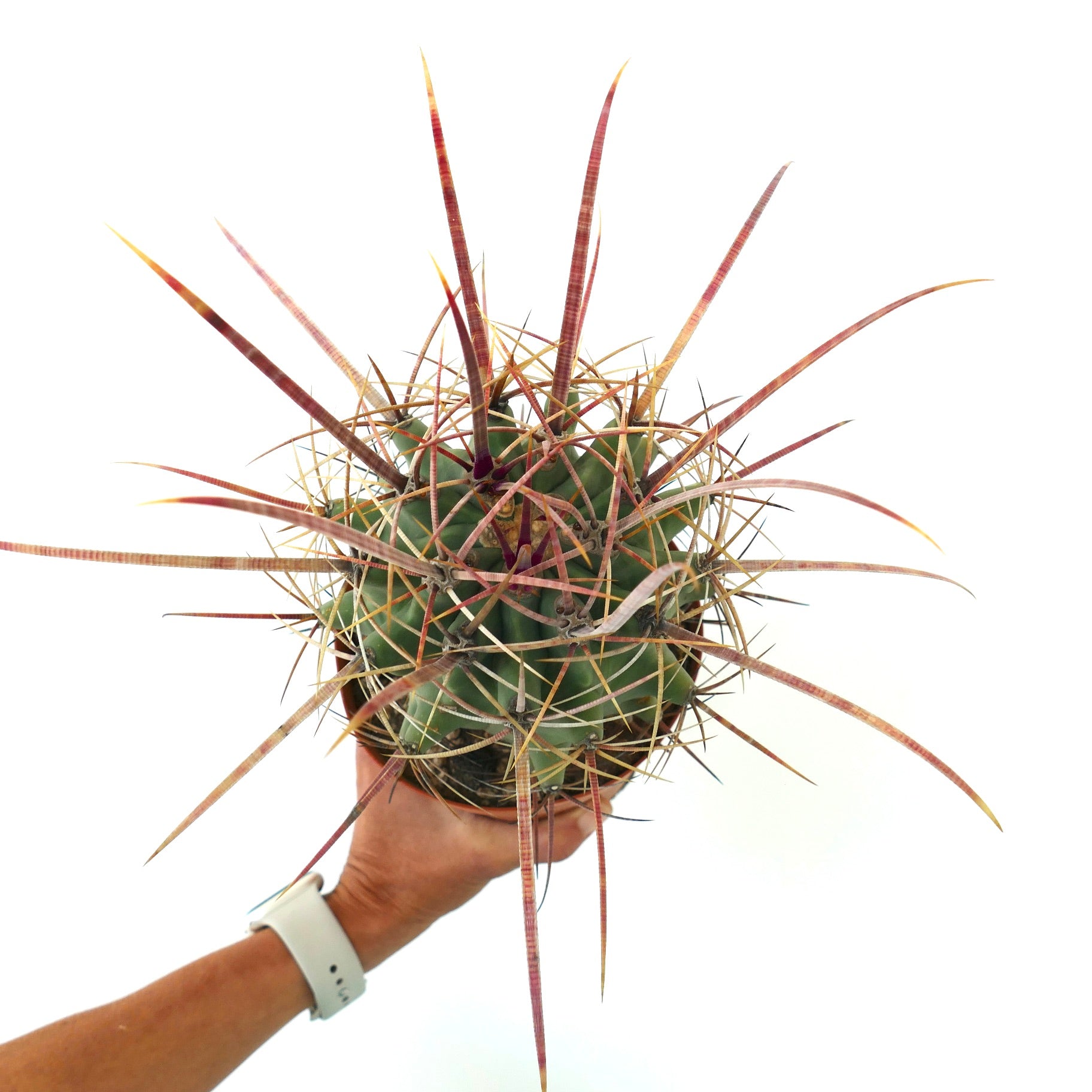 フェロベルギア x フェロカクタス・ロンギスピヌス 珍しいサボテン 長い赤みがかった棘と緑色の胴体の多肉植物