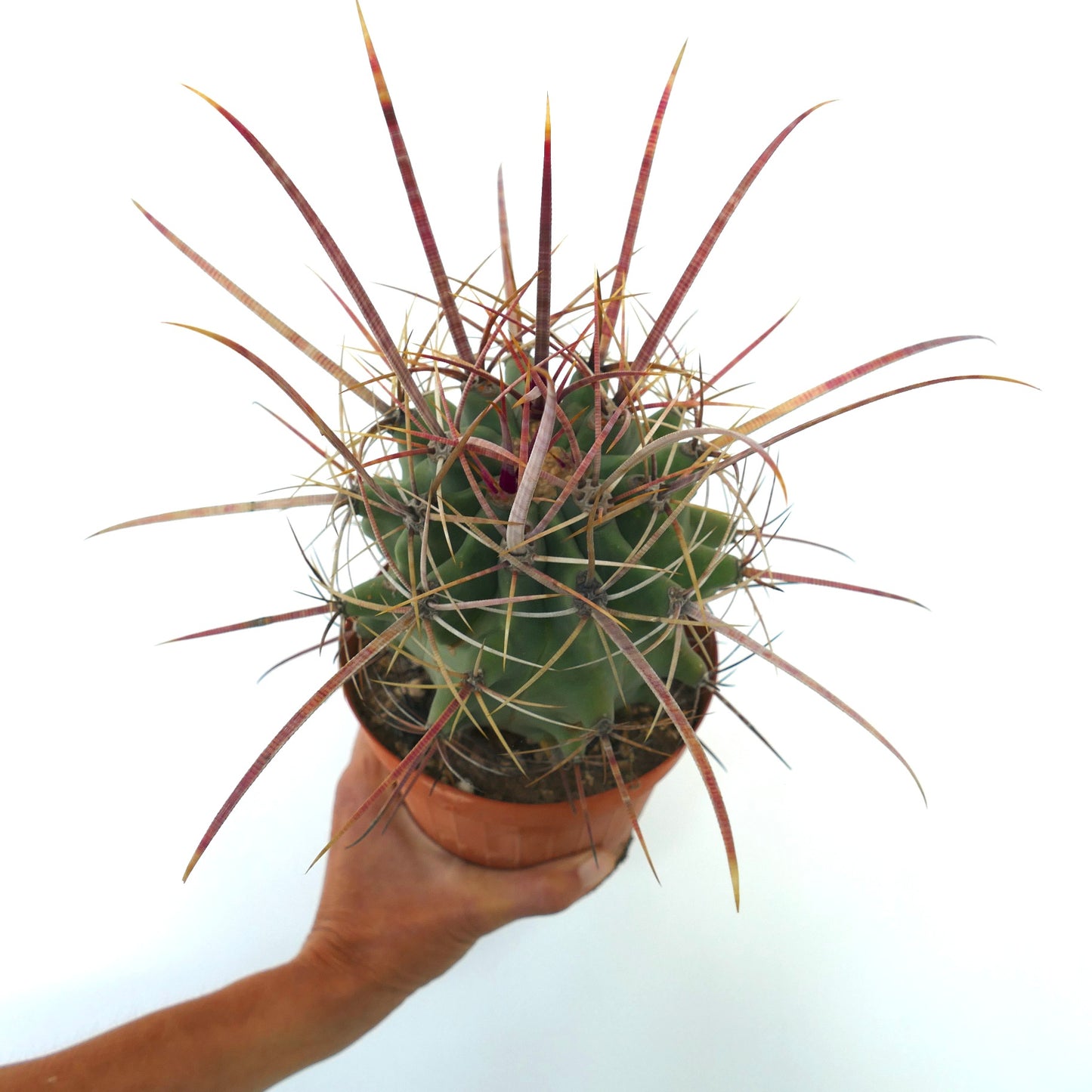 フェロベルギア x フェロカクタス・ロンギスピヌス 長い赤みがかった刺と緑色の胴体を持つ希少なサボテン