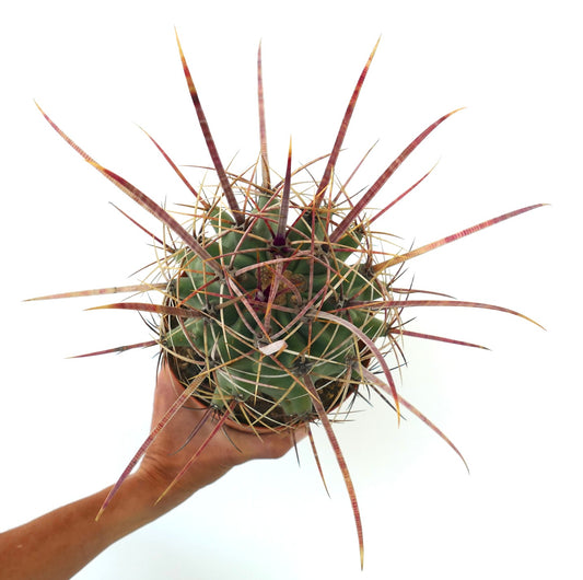 Ferobergia x Ferocactus longispinus rare cactus with long reddish spines and green body