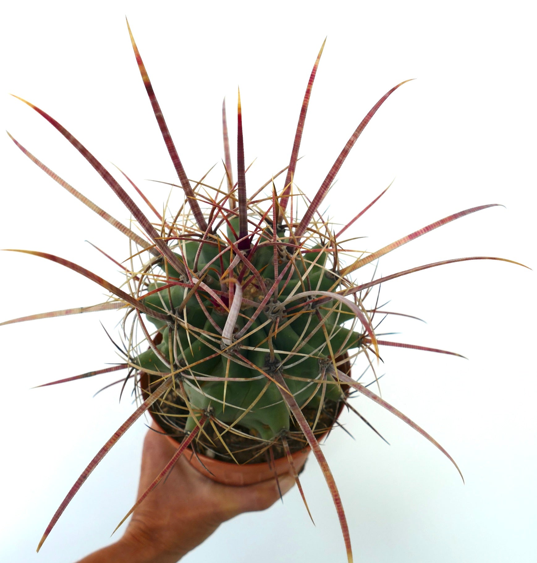 フェロベルギア x フェロカクタス・ロングイスピヌス　長く赤みがかった棘が特徴の希少多肉サボテン標本