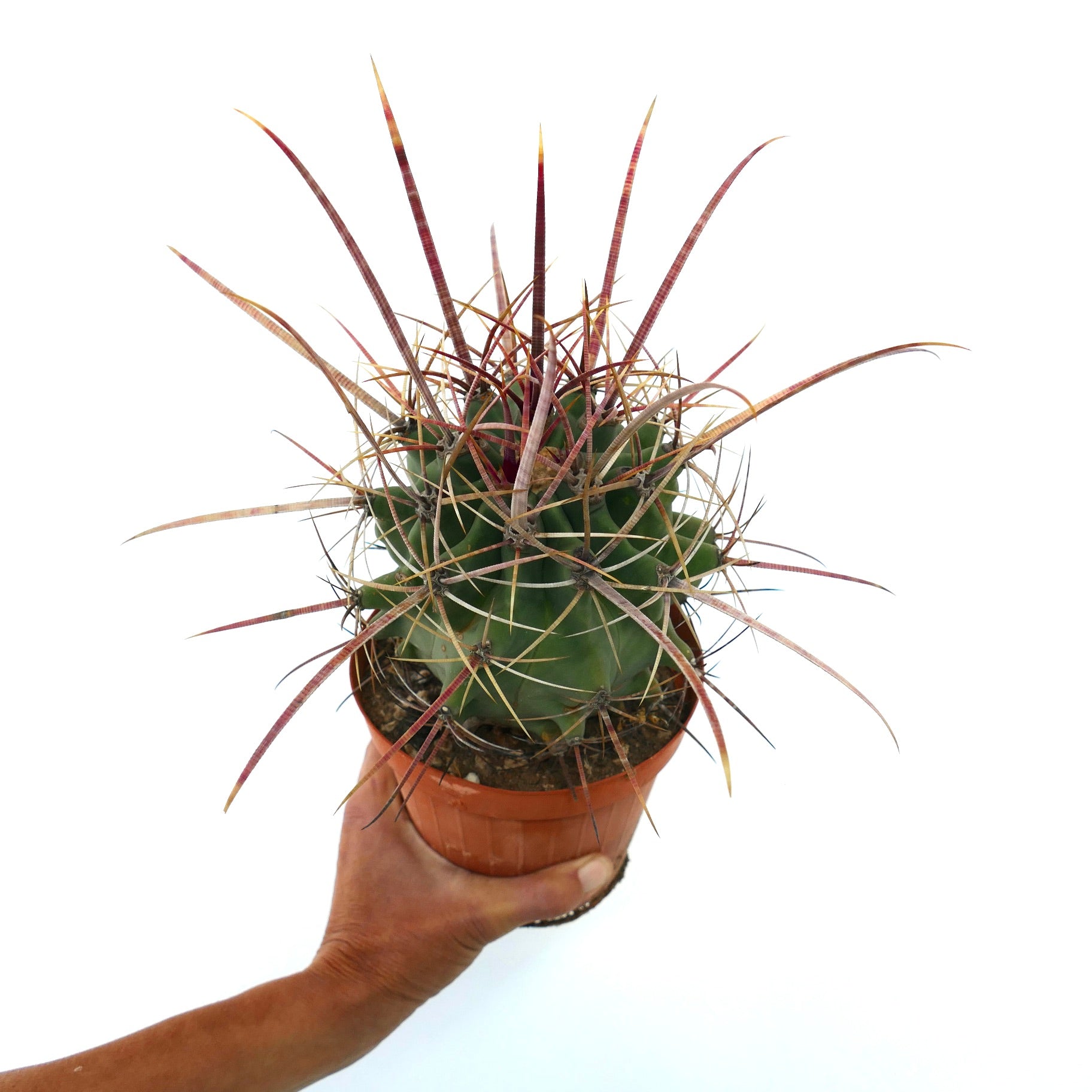 フェロベルギア × フェロカクタス・ロンギスピヌス　希少なサボテン。長く赤みを帯びた棘と緑色の身体が特徴です。