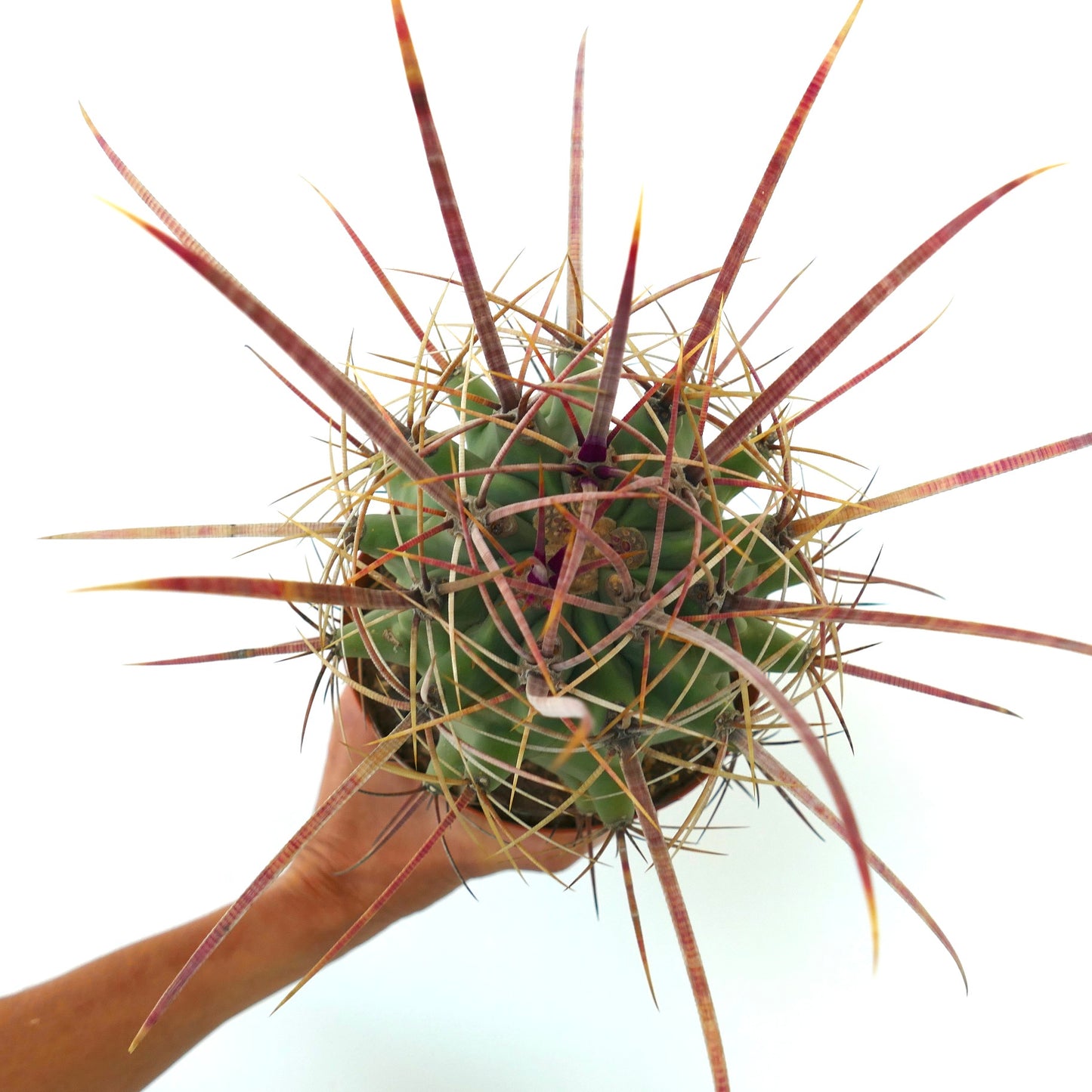 フェロベルギア x フェロカクタス・ロングイスピナス 長く赤みがかった棘を持つ希少な多肉サボテン標本