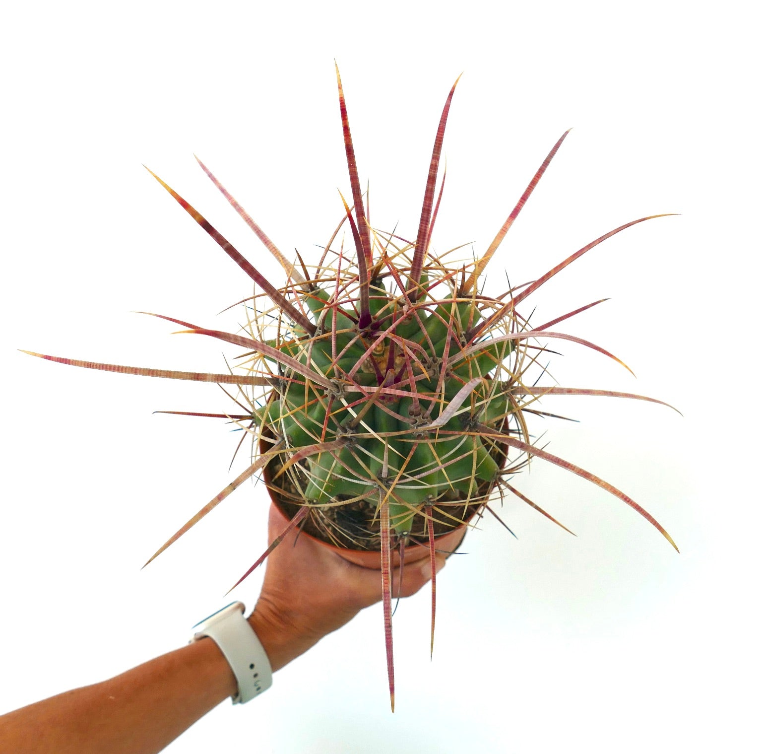 フェロベルギア x フェロカクタス・ロングイスピナス 長く赤みがかったトゲと緑の胴体を持つ珍しいサボテン