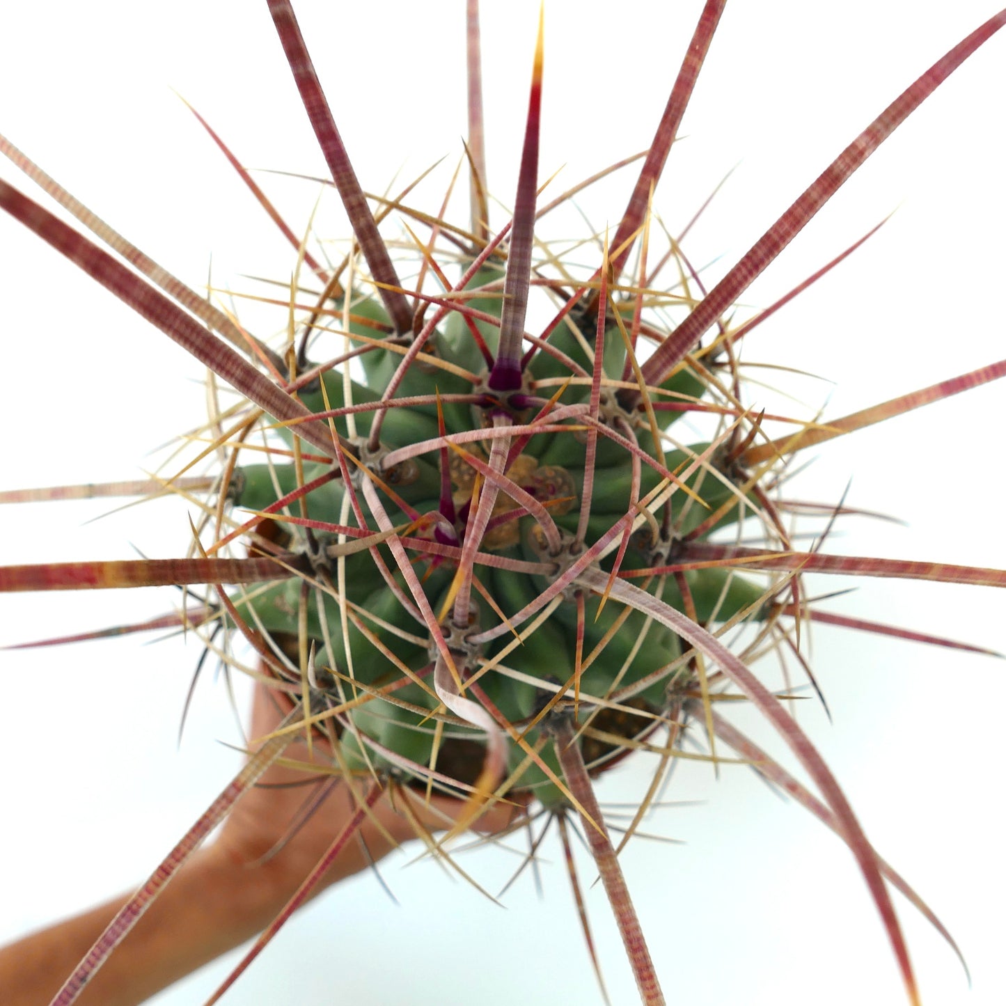 フェロベルギア x フェロカクタス・ロングイスピヌス 長い赤みがかった棘が特徴の希少なサボテン 多肉植物標本