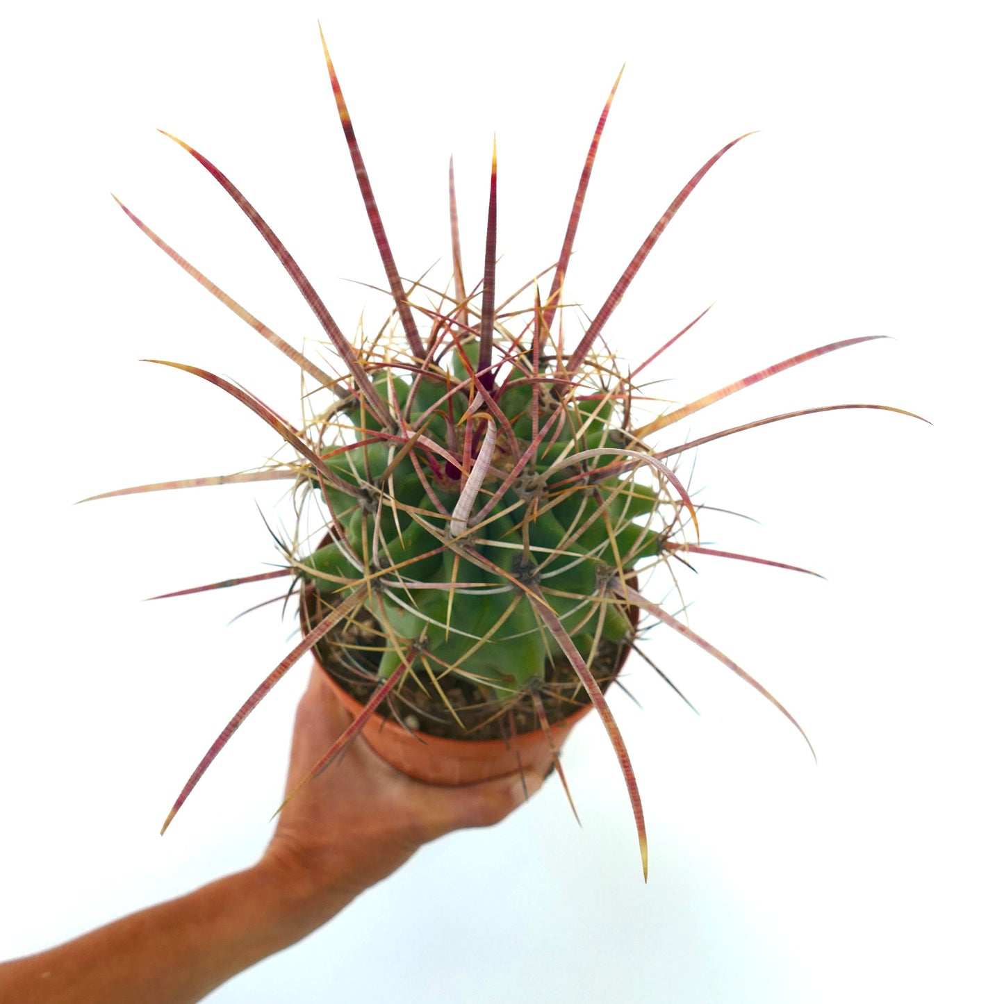 フェロベルギア x フェロカクタス・ロングィスピヌス 長く鮮やかな赤みがかった棘を持つ希少なサボテン 多肉植物標本