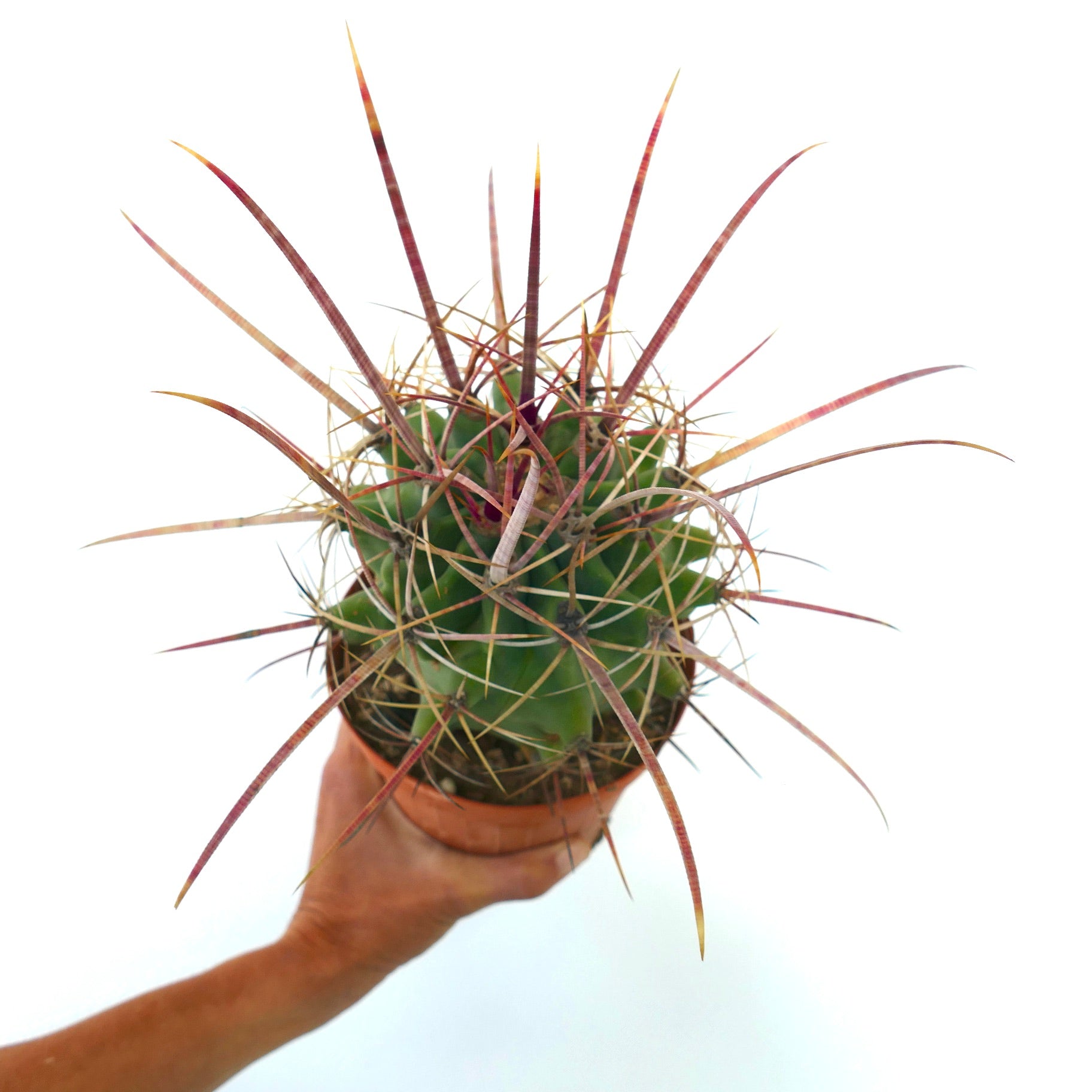 フェロベルギア x フェロカクタス・ロングィスピヌス 長く鮮やかな赤みがかった棘を持つ希少なサボテン 多肉植物標本