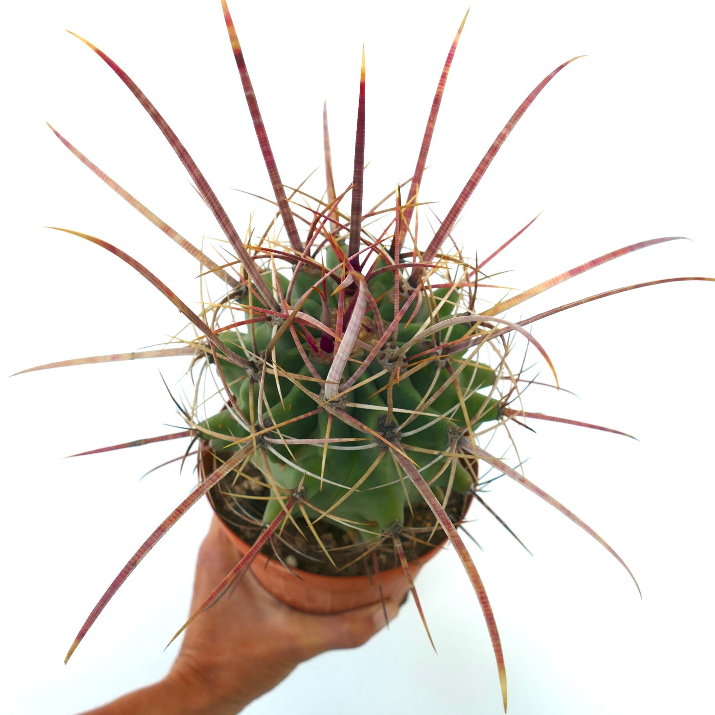 フェロベルギア x フェロカクタス・ロングイスピヌス 珍しいサボテン、長い赤みがかった棘と緑色の体