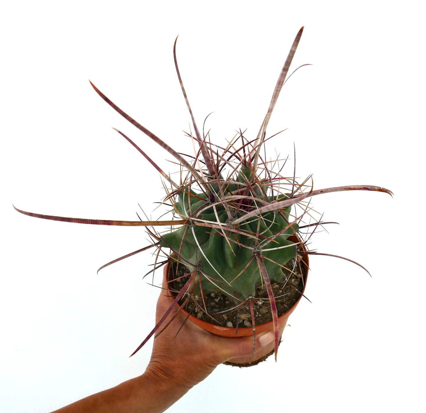 Ferobergia x Ferocactus longispinus SELECTED rare succulent cactus with long reddish spines specimen