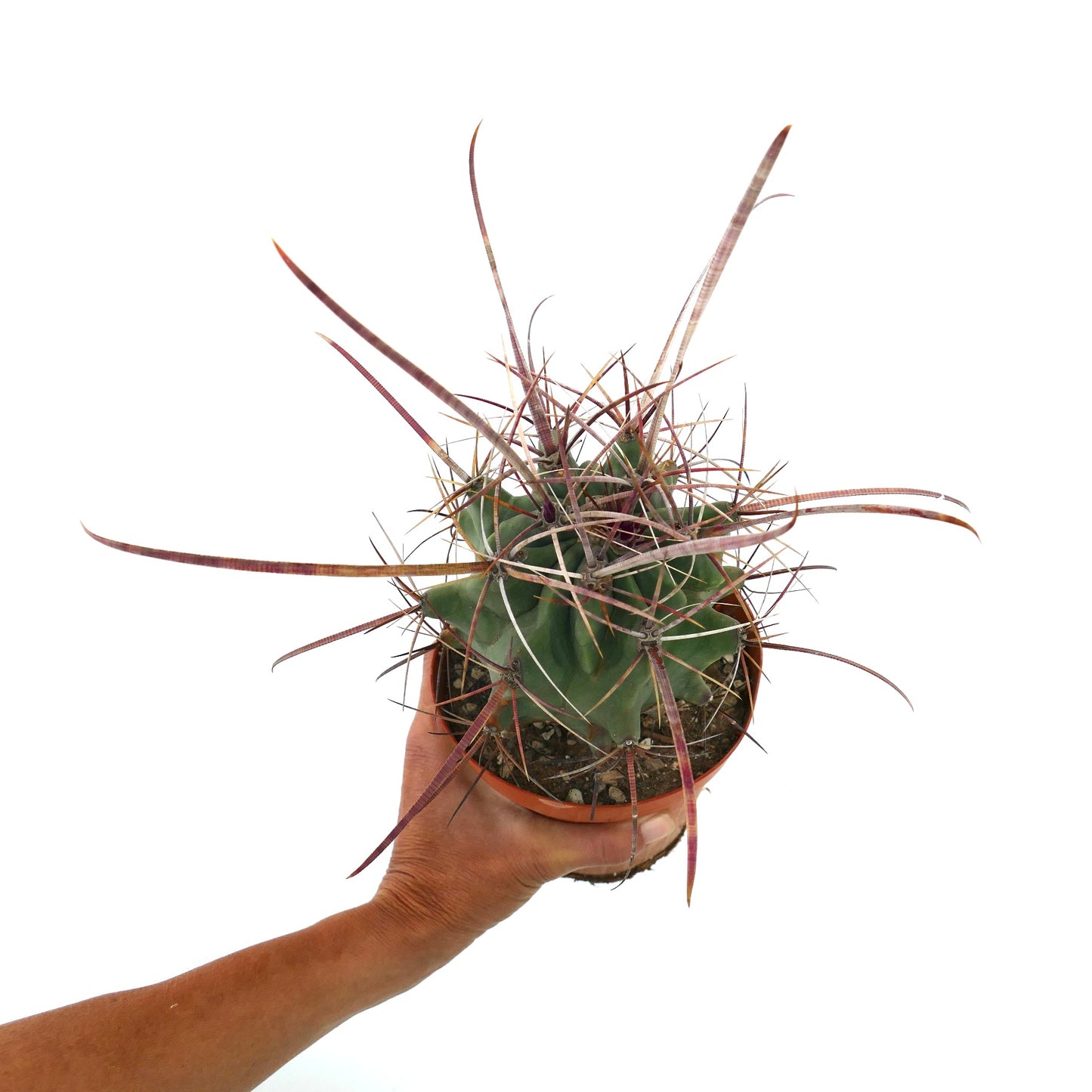 Ferobergia x Ferocactus longispinus SELECTED rare cactus with long curved spines succulent specimen