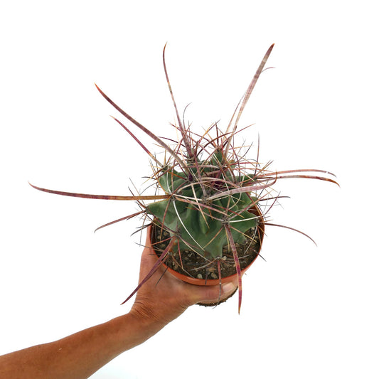 Ferobergia x Ferocactus longispinus SELECTED rare cactus with long curved spines succulent specimen