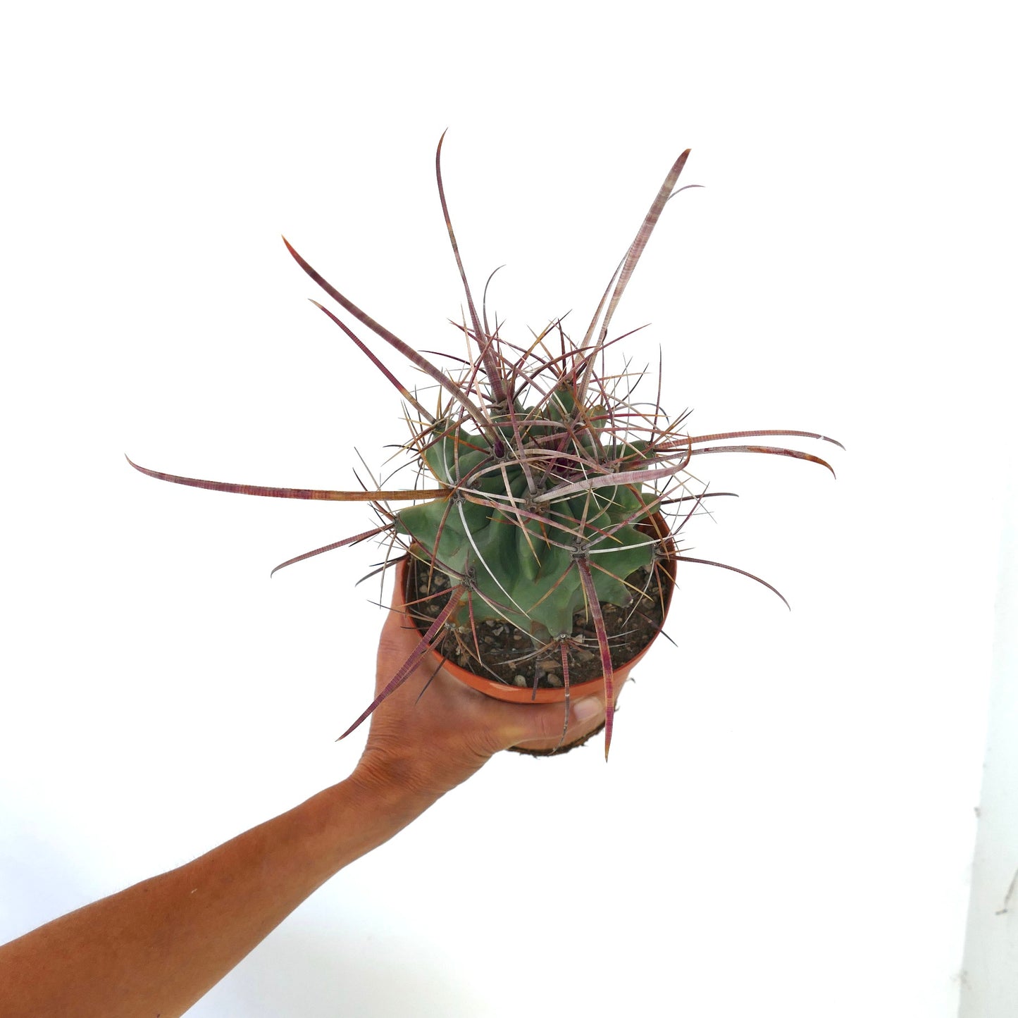 Ferobergia x Ferocactus longispinus SELECTED rare cactus with long purple spines succulent specimen