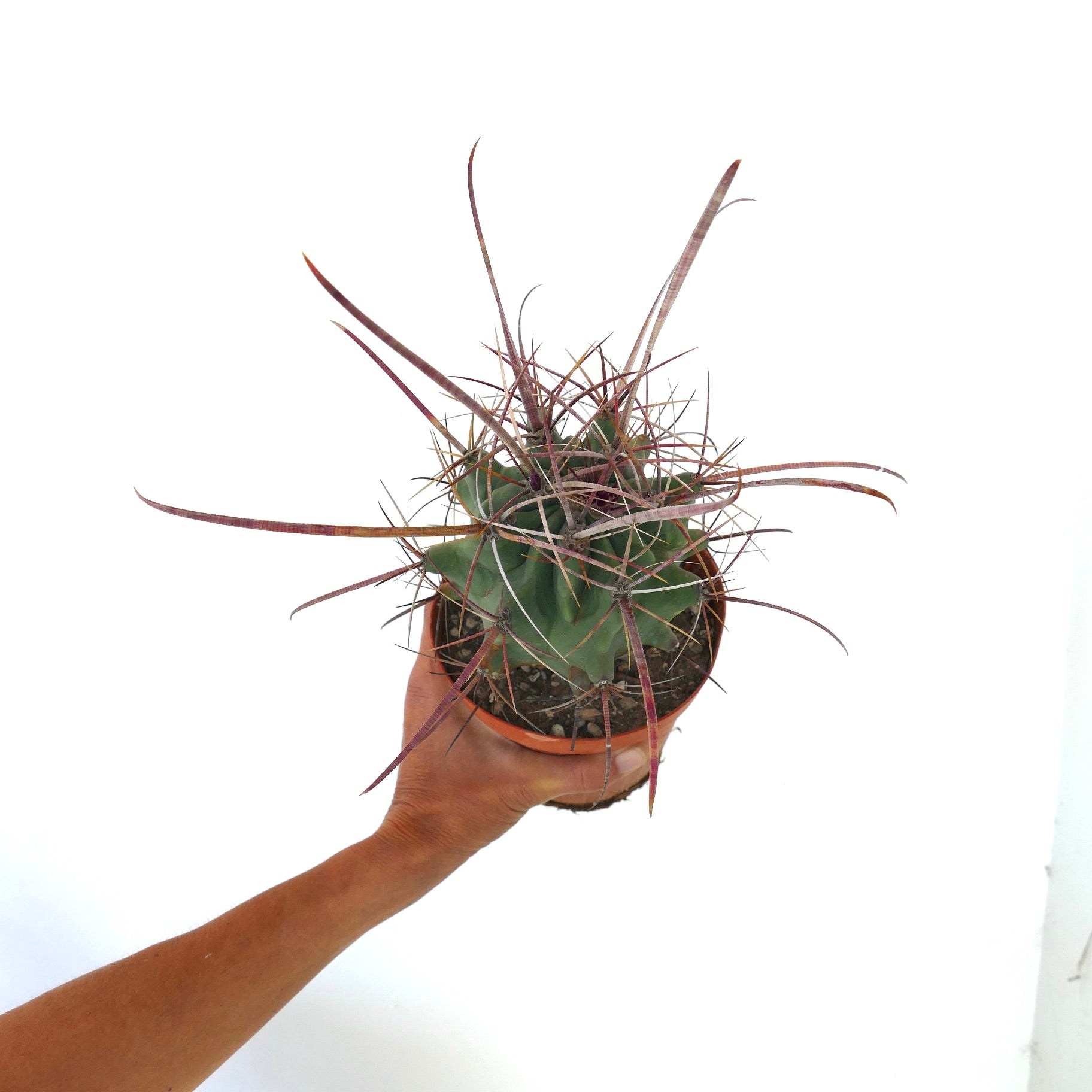 Ferobergia x Ferocactus longispinus SELECTED rare cactus with long purple spines succulent specimen