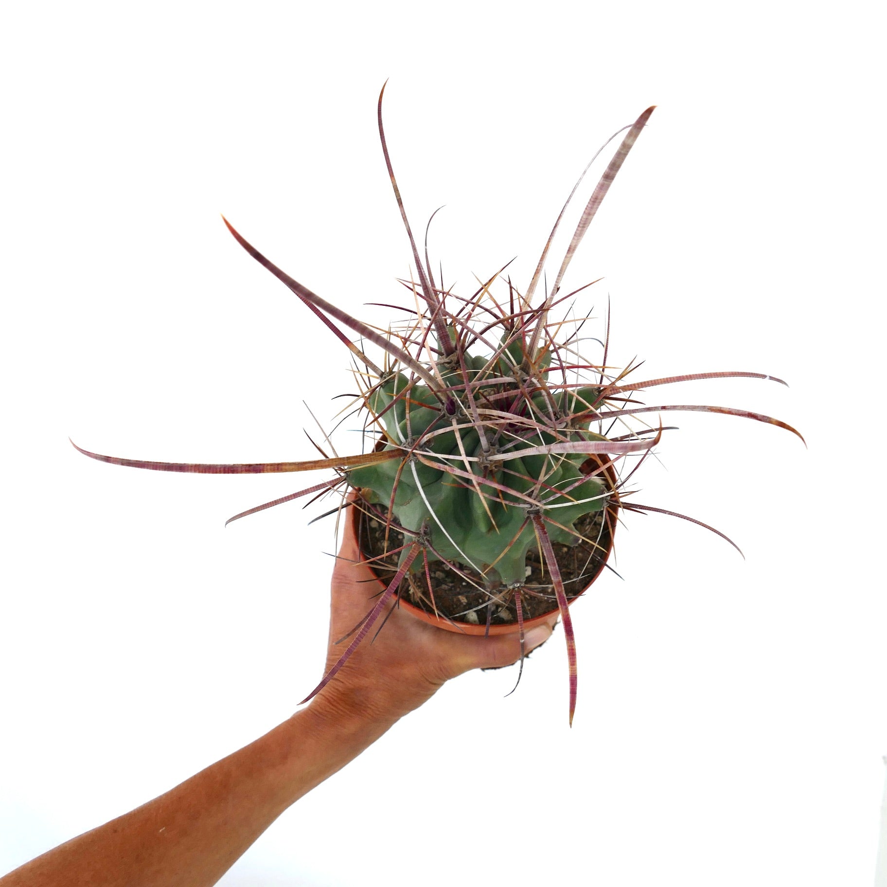 Ferobergia x Ferocactus longispinus SELECTED rare cactus with long reddish spines and green body
