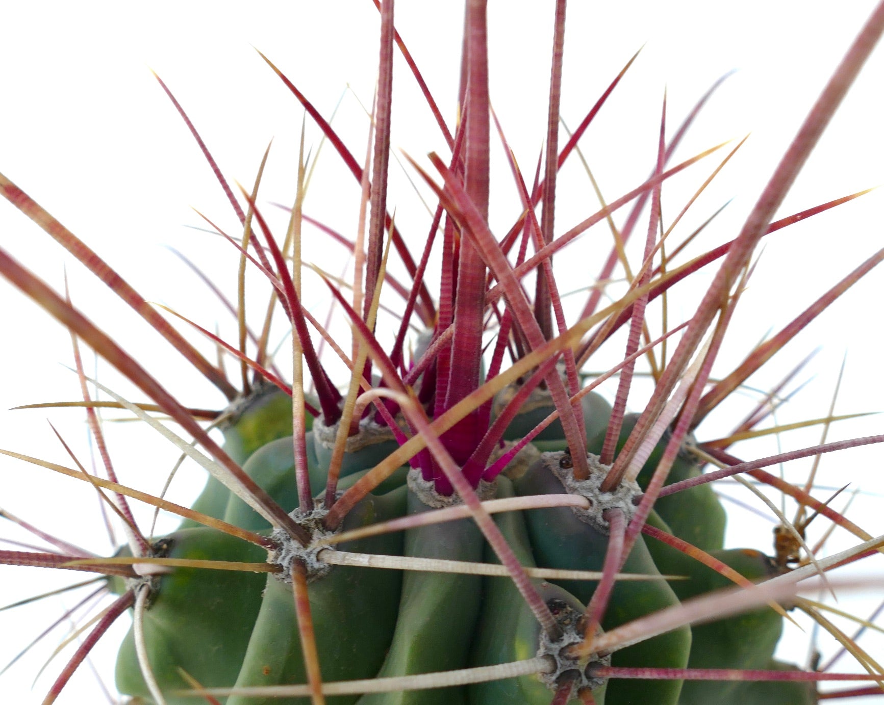 Ferobergia x Ferocactus cylindraceus suculenta rara con largas espinas rojizas en maceta