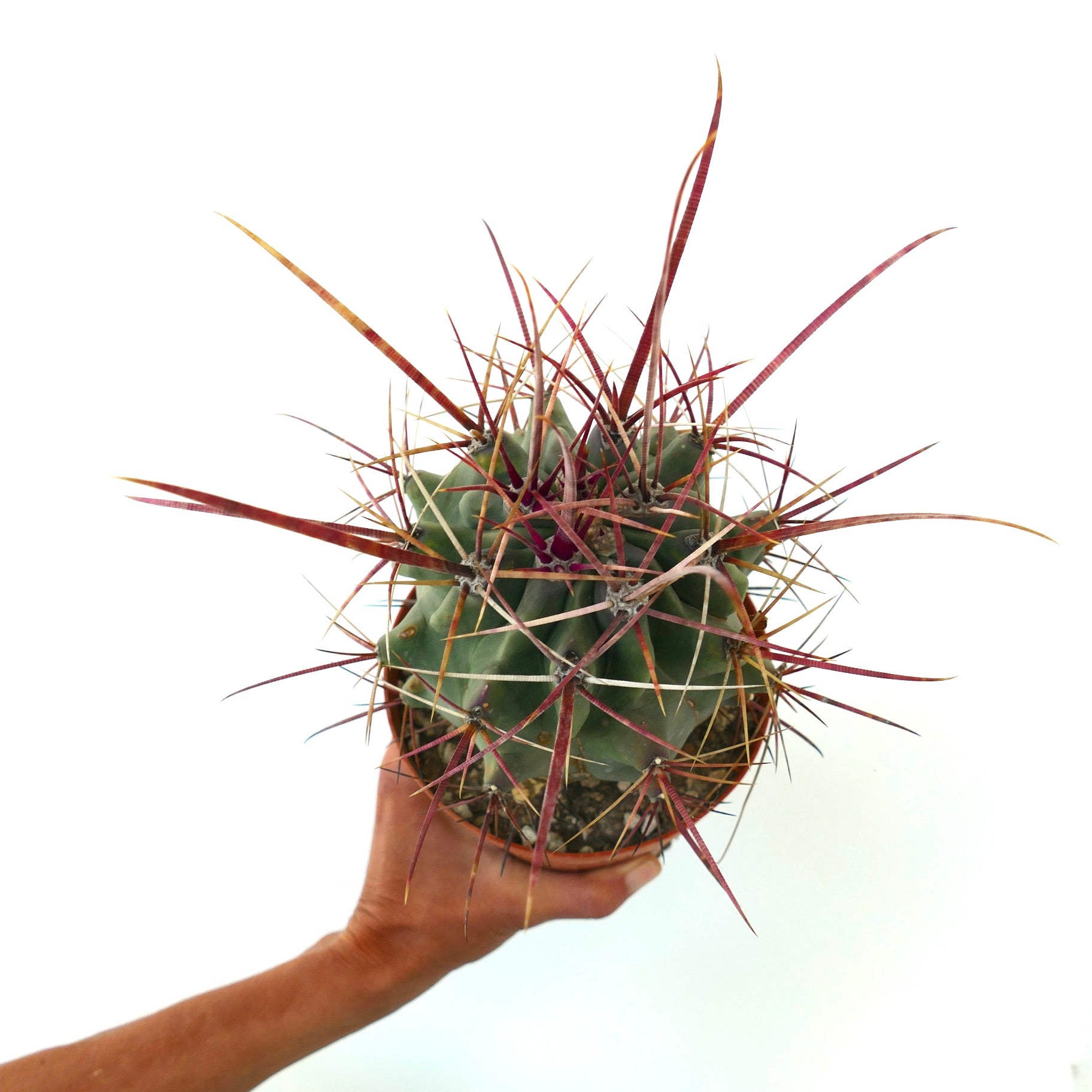 Ferobergia x Ferocactus cylindraceus raro cactus suculento con largas espinas rojizas espécimen