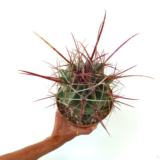 Ferobergia x Ferocactus cylidraceus rare succulent cactus with long reddish spines specimen