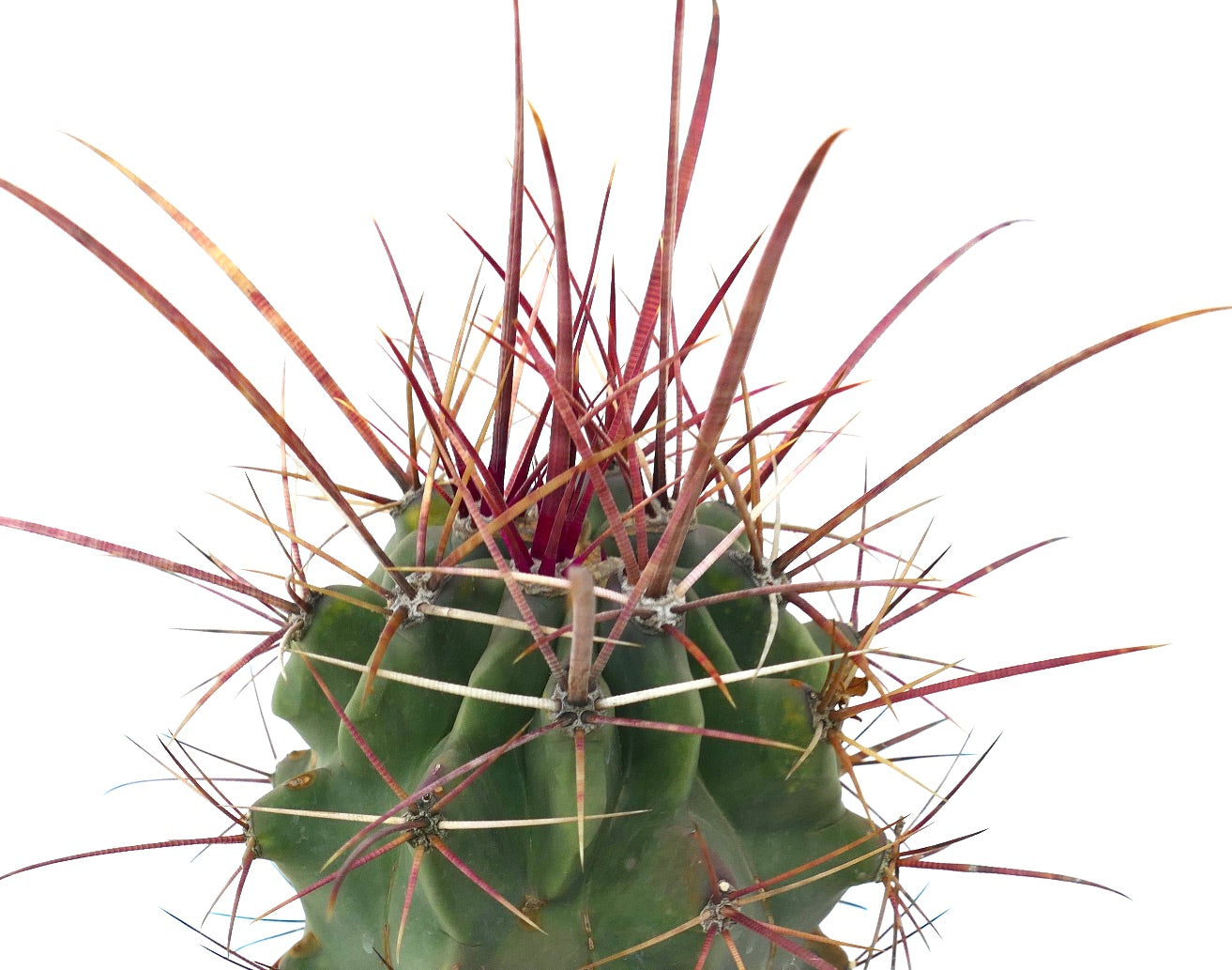 Ferobergia x Ferocactus cylindraceus suculenta rara con largas espinas rojas ejemplar