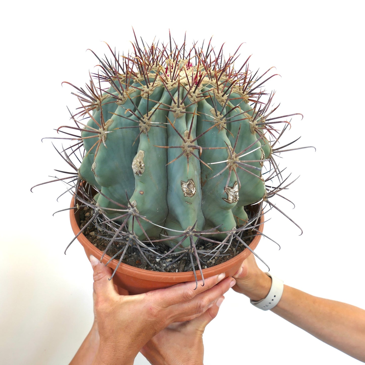 Ferocactus santa-maria X Ferocactus glucescens EXTRA BIG 35Q