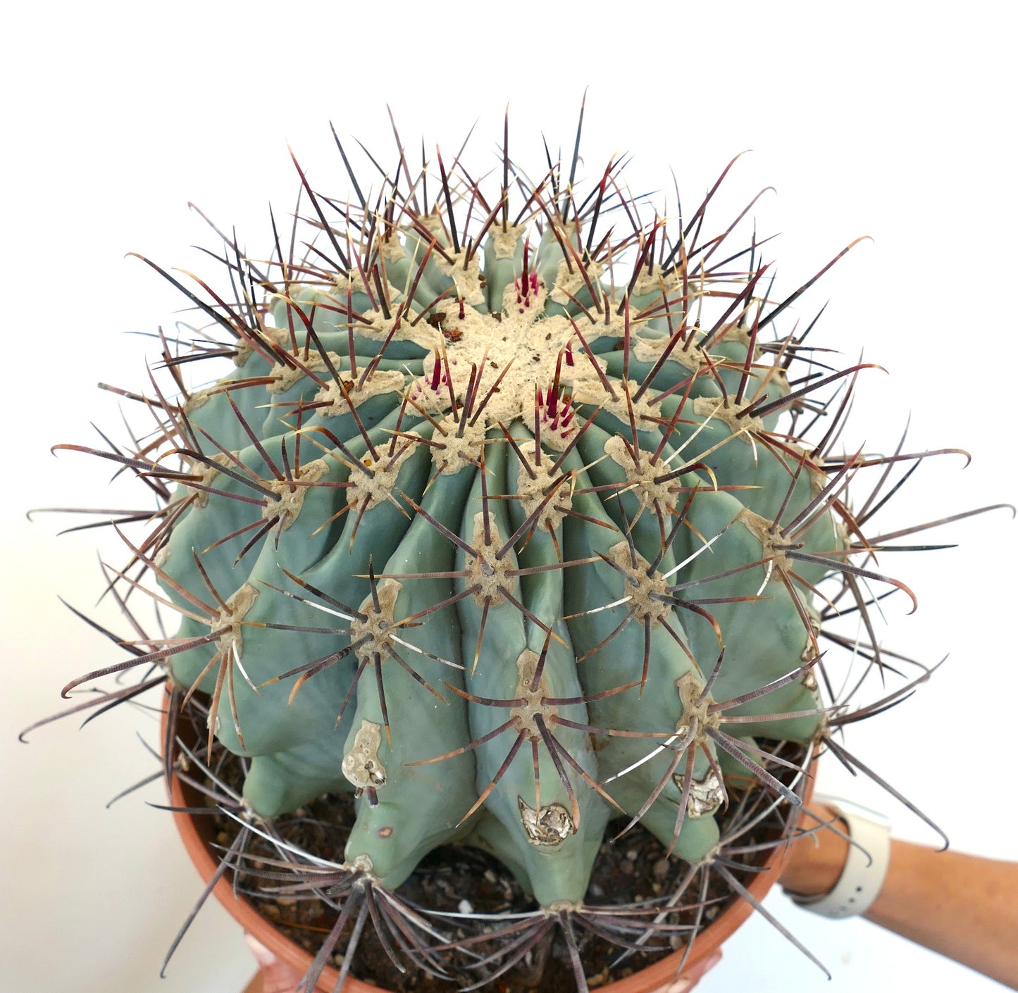 Ferocactus santa-maria X Ferocactus glucescens EXTRA BIG 35Q