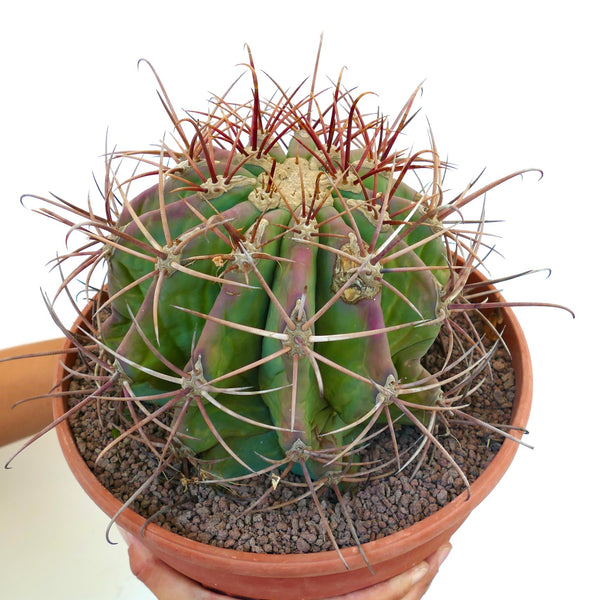 フェロカクタス・シリンドラセウス X フェロカクタス・サンタマリア